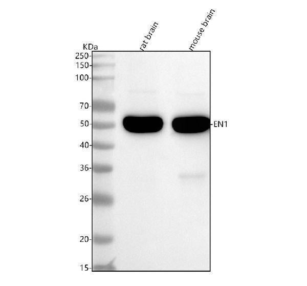Anti-Engrailed 1 Rabbit Monoclonal Antibody Boster Bio
