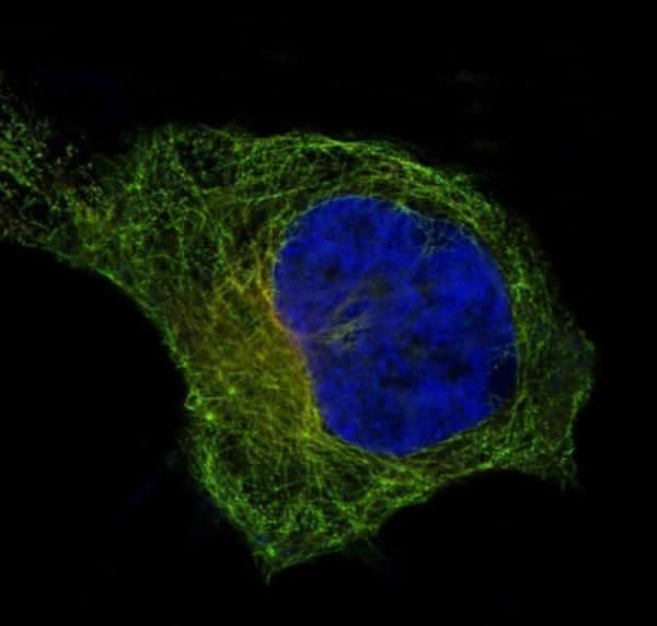 Anti-beta I Tubulin TUBB1 Rabbit Monoclonal Antibody Boster Bio