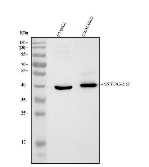 Anti-SH3GL2 Antibody Picoband® (monoclonal, 6I8E1 Boster Bio