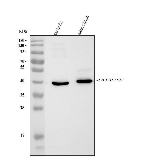 Anti-SH3GL2 Antibody Picoband® (monoclonal, 6I8E1 Boster Bio