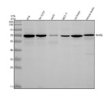 Anti-WASL Monoclonal Antibody Boster Bio