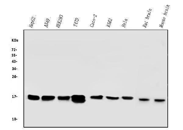 Anti-COX IV COX4I1 Antibody Picoband® (monoclonal, 4G11 Boster Bio