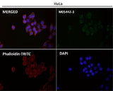 Anti-COX IV Rabbit Monoclonal Antibody Boster Bio