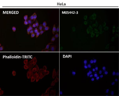 Anti-COX IV Rabbit Monoclonal Antibody Boster Bio