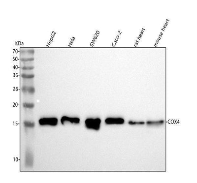 Anti-COX IV COX4I1 Rabbit Monoclonal Antibody Boster Bio