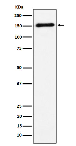 Anti-CNTN4 Rabbit Monoclonal Antibody Boster Bio
