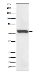 Anti-58K Golgi protein Rabbit Monoclonal Antibody Boster Bio