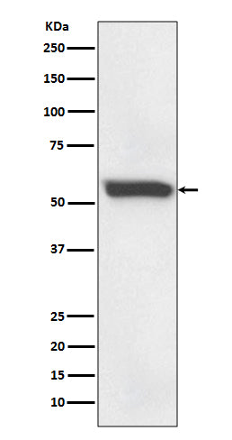 Anti-58K Golgi protein Rabbit Monoclonal Antibody Boster Bio