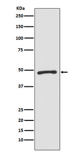 Anti-Zic1 Monoclonal Antibody Boster Bio