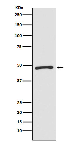 Anti-Zic1 Monoclonal Antibody Boster Bio