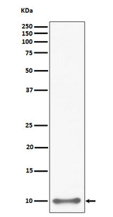 Anti-UFM1 Rabbit Monoclonal Antibody Boster Bio