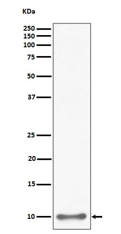 Anti-UFM1 Rabbit Monoclonal Antibody Boster Bio