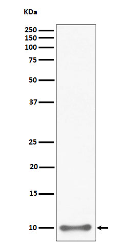 Anti-UFM1 Rabbit Monoclonal Antibody Boster Bio