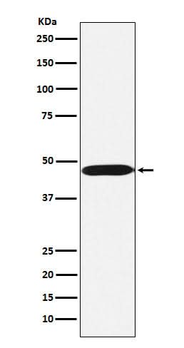 Anti-ACTL6A Monoclonal Antibody Boster Bio