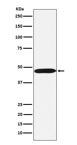 Anti-ACTL6A Monoclonal Antibody Boster Bio