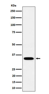 Anti-PPCS Rabbit Monoclonal Antibody Boster Bio