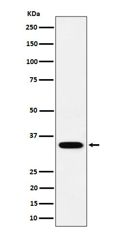 Anti-PPCS Rabbit Monoclonal Antibody Boster Bio