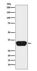 Anti-Otx1/2 Monoclonal Antibody Boster Bio
