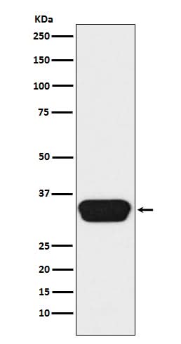 Anti-Otx1/2 Monoclonal Antibody Boster Bio