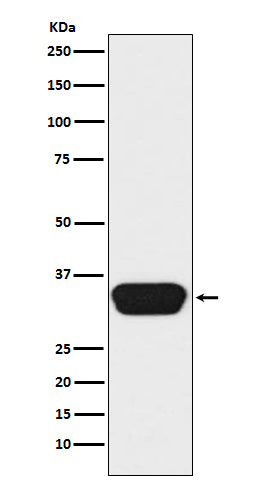 Anti-Otx1/2 Monoclonal Antibody Boster Bio