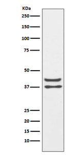 Anti-JunD Rabbit Monoclonal Antibody Boster Bio
