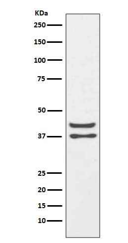 Anti-JunD Rabbit Monoclonal Antibody Boster Bio