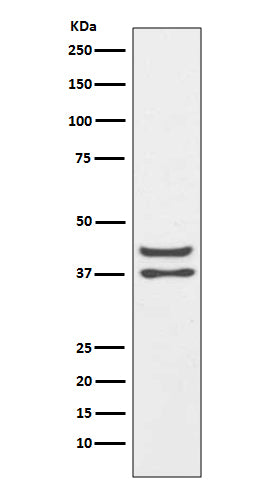 Anti-JunD Rabbit Monoclonal Antibody Boster Bio