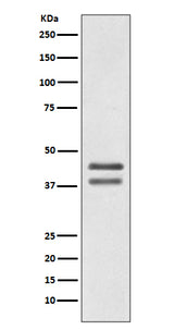 Anti-JunD Rabbit Monoclonal Antibody Boster Bio