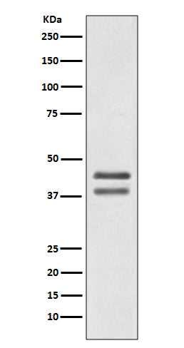 Anti-JunD Rabbit Monoclonal Antibody Boster Bio
