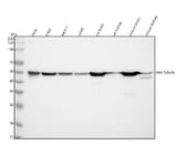 Anti-beta Tubulin Mouse Monoclonal Antibody Boster Bio