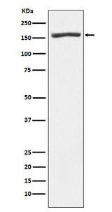 Anti-Nidogen 1 Rabbit Monoclonal Antibody Boster Bio