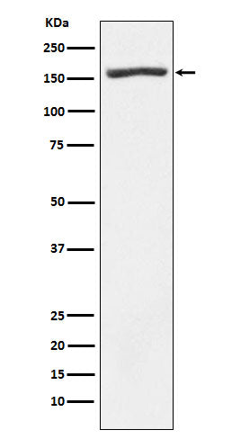 Anti-Nidogen 1 Rabbit Monoclonal Antibody Boster Bio