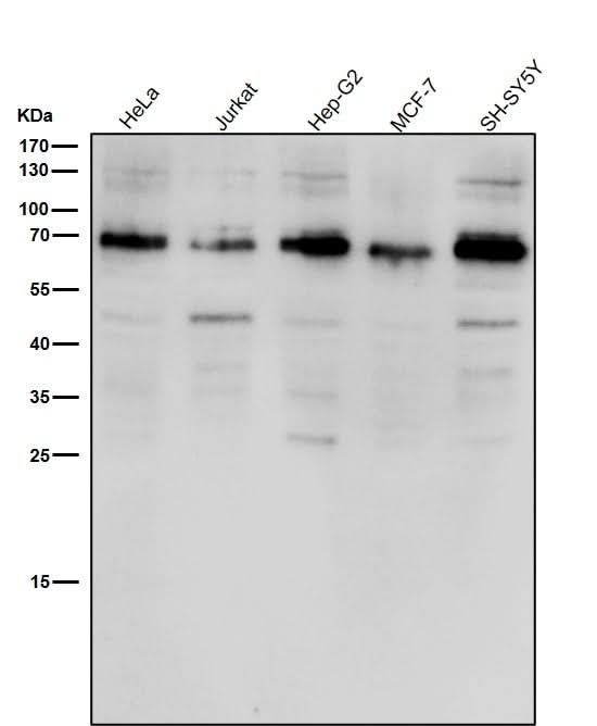 Anti-ACBD3 Rabbit Monoclonal Antibody Boster Bio