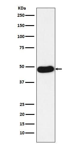 Anti-Napsin A NAPSA Monoclonal Antibody Boster Bio