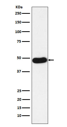 Anti-Napsin A NAPSA Monoclonal Antibody Boster Bio