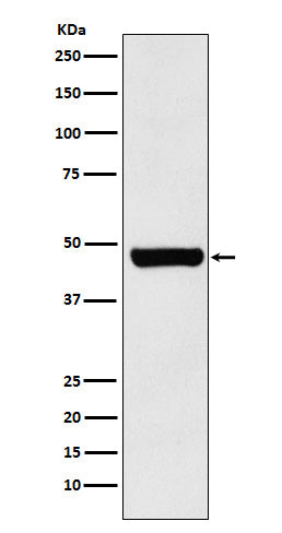 Anti-HSC70 Interacting Protein HIP Rabbit Monoclonal Antibody Boster Bio