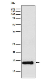 Anti-PROK1 Rabbit Monoclonal Antibody Boster Bio