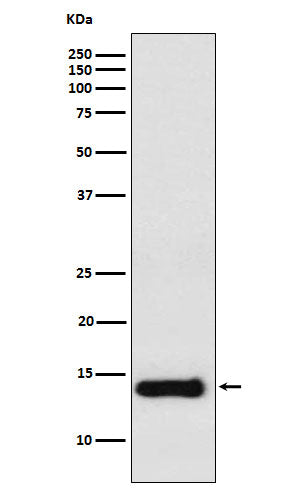 Anti-PROK1 Rabbit Monoclonal Antibody Boster Bio