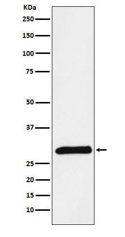 Anti-PRSS2 Rabbit Monoclonal Antibody Boster Bio