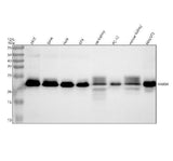 Anti-Rab9 RAB9A Rabbit Monoclonal Antibody Boster Bio