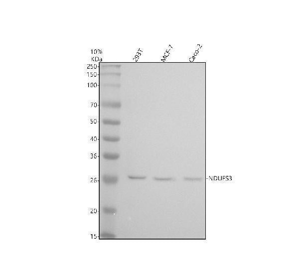 Anti-NDUFS3 Monoclonal Antibody Boster Bio