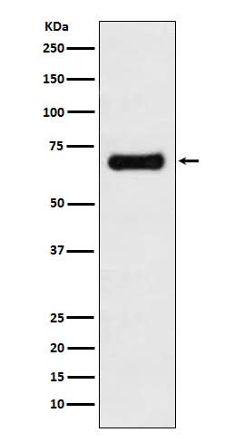 Anti-GRASP65 Rabbit Monoclonal Antibody Boster Bio