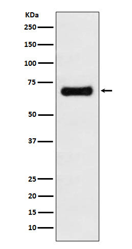 Anti-GRASP65 Rabbit Monoclonal Antibody Boster Bio