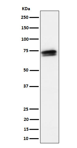 Anti-SSX2IP Rabbit Monoclonal Antibody Boster Bio