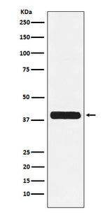 Anti-Glycophorin C GYPC Monoclonal Antibody Boster Bio