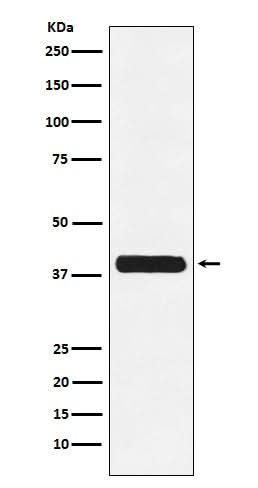 Anti-Glycophorin C GYPC Monoclonal Antibody Boster Bio