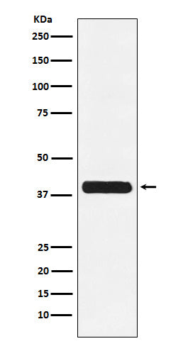 Anti-Glycophorin C GYPC Monoclonal Antibody Boster Bio