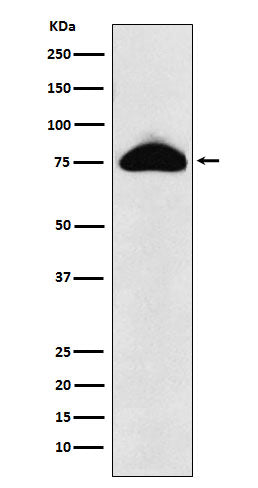 Anti-CD66b Rabbit Monoclonal Antibody Boster Bio