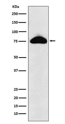 Anti-CD66b Rabbit Monoclonal Antibody Boster Bio