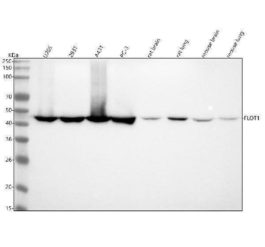 Anti-Flotillin 1 FLOT1 Rabbit Monoclonal Antibody Boster Bio
